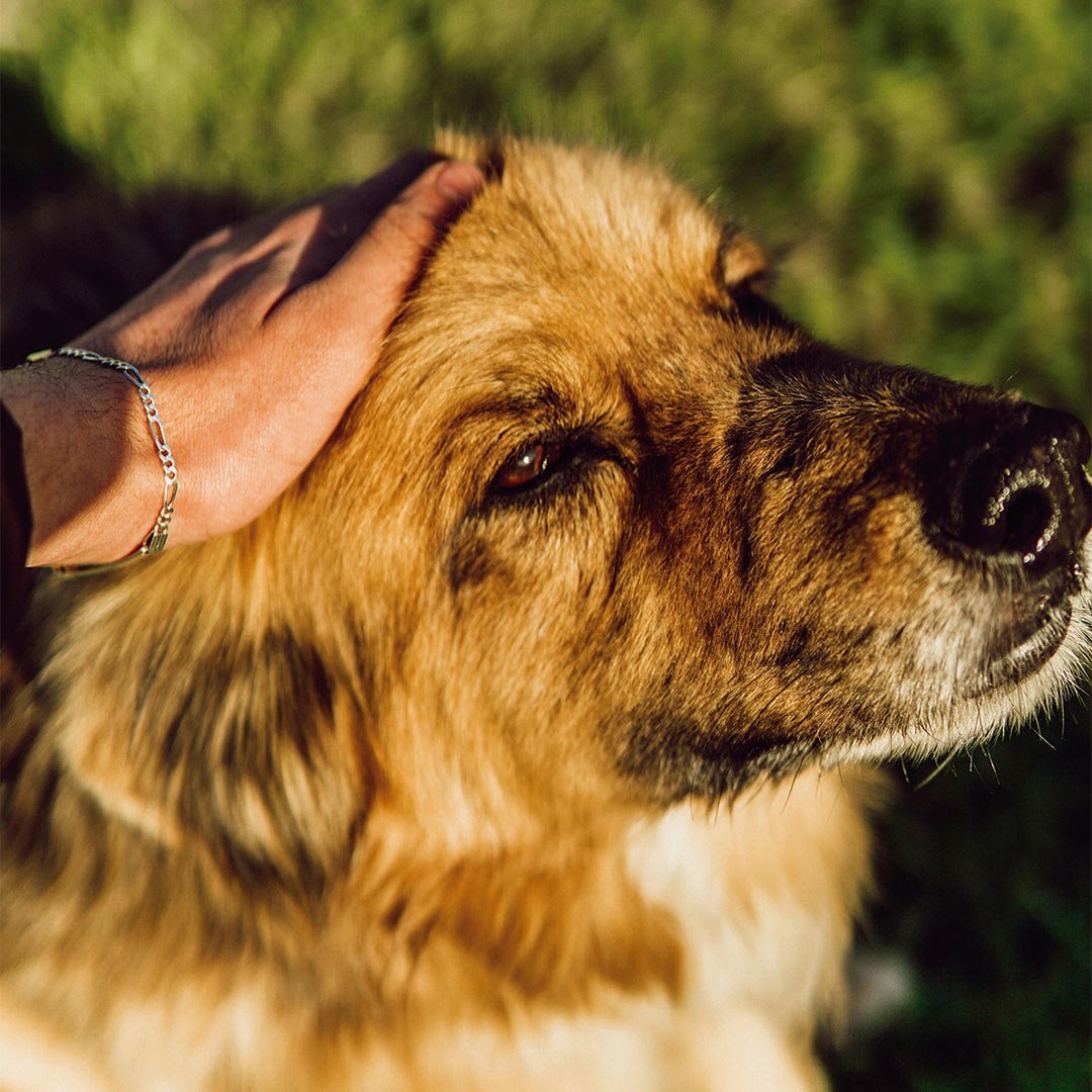 Razas de perro españolas